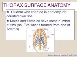 (there are five lumbar vertebrae. Ppt Thorax Surface Anatomy Powerpoint Presentation Free Download Id 228162