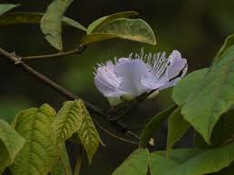 Image result for Capparis fascicularis