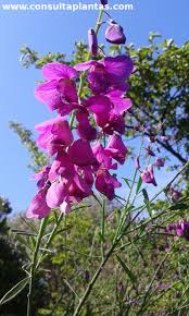 Image result for Polygala virgata