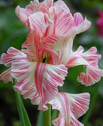 Image result for Gladiolus bellus