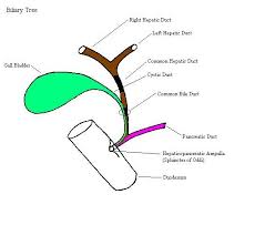 The biliary tree is a key component in your digestive system. Bile Duct Medical Information Aprn
