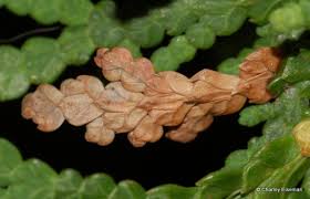 Image result for argyresthia thuiella thuja symptoms