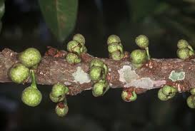 Image result for Ficus chirindensis