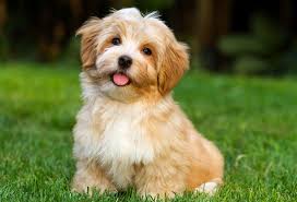 Pekingese long haired dog breed the pekingese is a small and oldest dog breed. 29 Fluffy Dog Breeds Big And Small Breeds Playbarkrun