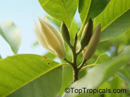 The michelia alba prefers protected sun areas with lots of light but less than 6 hours of direct sunlight. Magnolia X Alba Michelia X Alba White Champak Pak Lan Banana Shrub Cempaka Putih Bai Yu Lan White Jade Flower Bai Yu Lan Safa Toptropicals Com