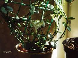 Image result for Ceropegia zambesiaca