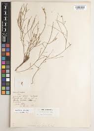 Image result for Xylopia collina