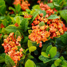 Image result for Ixora seretii