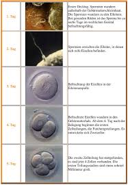 1 Tag Spermien Erreichen Die Eileiter In Denen Sich Reife Eizellen Befinden 2 Tag Befruchtung Der Eizellen In Der Eileiterampulle Pdf Free Download