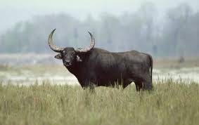 This program is sponsored by goer and administered by wageworks/healthequity. Water Buffalo Mammal Britannica