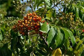 Pokok daun dewa 10 manfaat daun dewa untuk kesehatan merdeka. Micromelum Minutum Lime Berry Territory Native Plants
