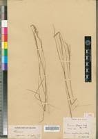 Image result for Panicum nervatum