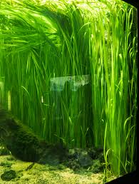 Image result for Vallisneria
