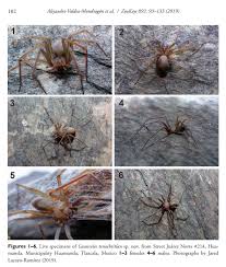 La araña violinista o araña de rincón suele esconderse en grietas y rincones de difícil acceso. Hallan Una Nueva Especie De Arana Violinista Calma Conocela Primero