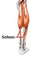 There are around 650 skeletal muscles within the typical human body. Meet Some Muscles Science Learning Hub