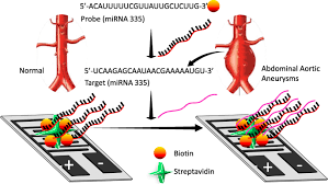 Browse recommended jobs for you. Detection Of Microrna 335 5p On An Interdigitated Electrode Surface For Determination Of The Severity Of Abdominal Aortic Aneurysms Nanoscale Research Letters Full Text