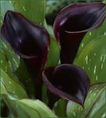 13 Gothic Plants Black Calla Lily Purple Calla Lilies Calla Lily Flowers
