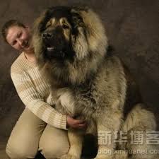 Top 10 Qualities Of Tibetan Mastiff Most Expensive Dog In The World Caucasian Shepherd Dog Bear Hunting Dog Caucasian Mountain Dog