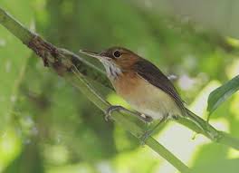 Long Billed Gnatwren Ramphocaenus Melanurus Animal Study Birds Animals
