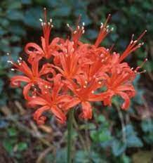 Nerine Sarniensis Plantzafrica