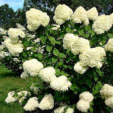 We provide wide range collection of flowers you can also make online flower bouquet delivery to your near and dear ones for birthday and wish them a very happy birthday through stunning and fresh. Hydrangea Arborescens Annabelle Clarenbridge Garden Centre