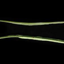 Image result for Kyphocarpa angustifolia