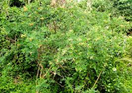 Image result for Tephrosia rhodesica