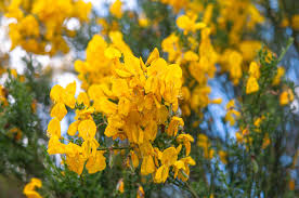 (cytisis scoparius link.) 1.1 characteristics of broom. Broom Plants Care Growing Guide
