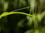 Image result for Tricliceras lobatum