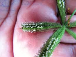 Image result for Dactyloctenium geminatum