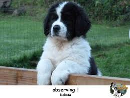 Find newfoundland puppies for sale on pets4you.com. Landseer Puppies Puppy Dog Gallery