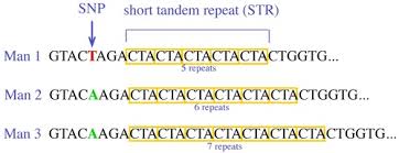 Start studying dna profiling gizmo. 7 Dna Profiling Flashcards Quizlet