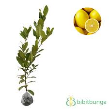 We did not find results for: Jual Tanaman Jeruk Lemon Impor Bibitbunga Com