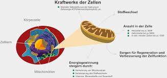Jede Zelle Hat Ca 1500 Mitochondrien Das Sind Kleine Kraftwerke Die Fur Energiegewinnung Atp Zustandi Energiegewinnung Ganzheitliche Ernahrung Naturheilkunde