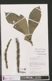 Image result for Orthopichonia seretii