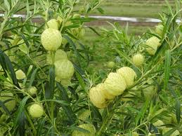 Image result for Gomphocarpus glaucophyllus