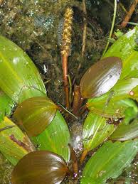 Image result for Potamogeton nodosus