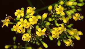 Image result for Psychotria heterosticta