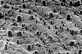 Résultat de recherche d'images pour "corps humain en transpiration"