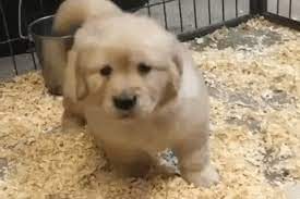 I heard you like golden retriever gifs. Jumping Golden Retrievers Gif Find Share On Giphy