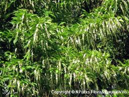 Image result for Citharexylum