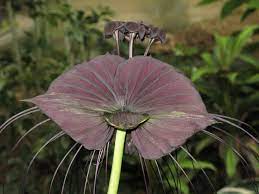 Black Bat Flower Poisonous To Cats Best Flower Wallpaper