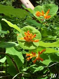 Image result for Lonicera confusa