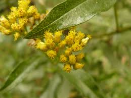 Image result for Psiadia punctulata