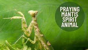 If one lands on your arm, you're going to meet an. Praying Mantis Spirit Animal Meaning And Symbolism