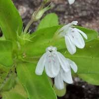 Image result for Justicia anselliana