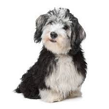 Toutes Les Informations Sur L Elevage Des Trois Erables Elevage De Bichon Havanais Situe Dans Le Departement 17 Charente Bichon Havanais Chien Bichon Chien