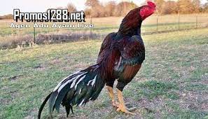 Pin Em Sabung Ayam Online