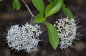 Image result for Pavetta uniflora