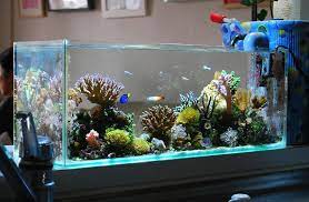 Sebaiknya ketahui dulu sifat air laut dan sifat penghuni aquarium tsb sehingga anda lebih mengerti dalam penanganannya. Cara Membuat Filter Aquarium Tanpa Listrik Blog Elevenia
